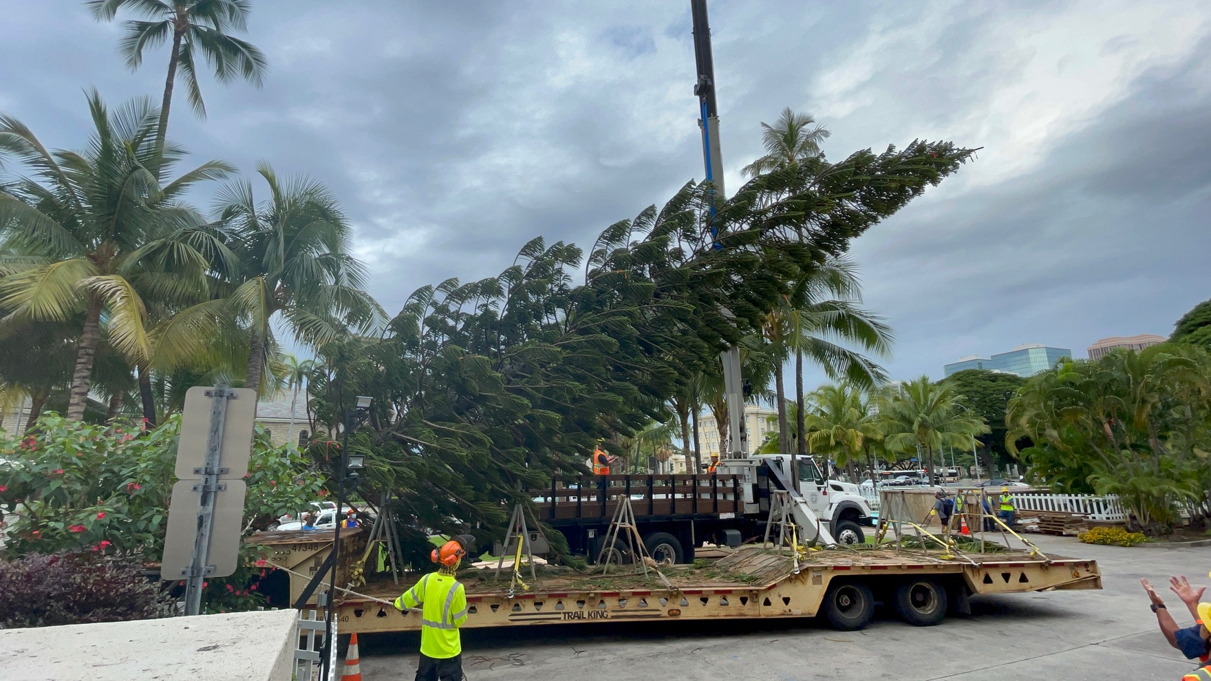 【News】クリスマスツリーの販売がスタート！！ KZOOハワイ｜ハワイ州公認日本語ラジオ局KZOOが運営するWEBマガジン